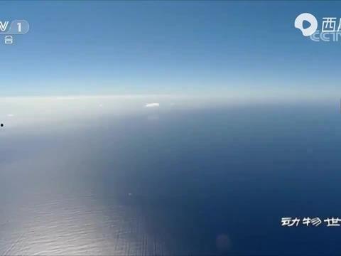 海洋最新爆料消息视频播放,揭秘神秘水下世界奇观