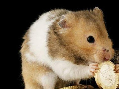 最新老鼠爆料视频播放网站,老鼠爆料带你探秘最新动态  第3张