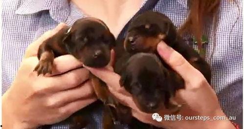 最新台湾狗崽爆料新闻,最新民生热点事件揭秘 第2张 最新台湾狗崽爆料新闻,最新民生热点事件揭秘 第2张