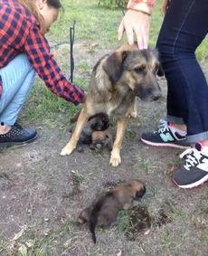 最新台湾狗崽爆料新闻,最新民生热点事件揭秘 第3张 最新台湾狗崽爆料新闻,最新民生热点事件揭秘 第3张